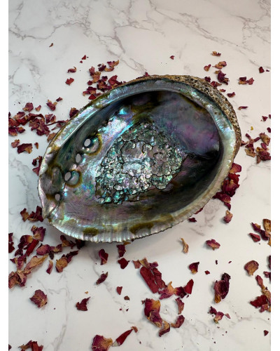 Concha Abalón Grande