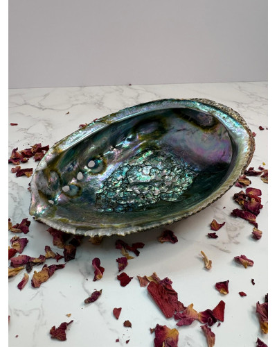 Concha Abalón Grande